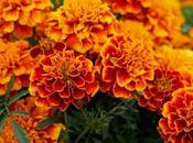 Marigold Genda Medicinal Benefits