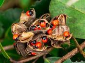 Rosary Medicinal Benefits