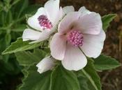 Marshmallow Medicinal Benefits