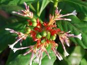 Sarpgandha Health Benefits