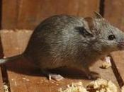 About House Mice Control Vancouver Amir Articles