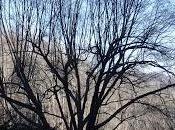 Branches