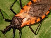 American South Invaded Killer Bugs