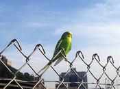 Yesterday, Bike, Came Across Neon Green Bird Perched...