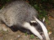 Badgers Ireland Face Extermination Plan