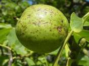 Plant Week: Juglans Regia