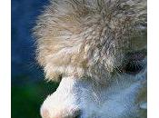 Featured Article: Alpacas