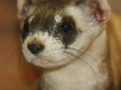 Endangered Ferrets Head Boot Camp