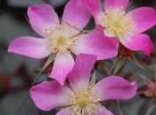 Plant Week: Rosa Glauca