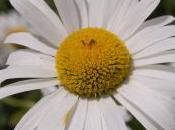 Plant Week: Leucanthemum Vulgare