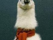 Llamas Assist Long Goodbyes Elderly