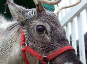 Reindeer Seized, Santa Hires Attorney