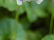 Plant Week: Viola Hederacea