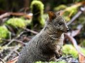 Featured Animal: Pademelon