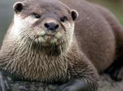 Otter Beware Lake Swimming