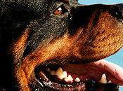 Please Don’t Judge Because Puppy!