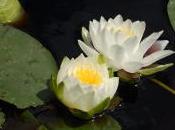 Plant Week: Nymphaea Odorata