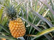 Pineapple Medicinal Benefits