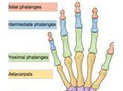 Joint Anatomy Sources Pain: Must Read Summary