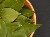 Leaf (Laurus Nobilis): Science-Based Health Benefits