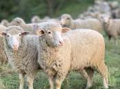 Goats, Sheep, Politics