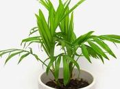 Cascade Palm: Step-By-Step Guide Growing Palms