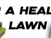 Lawn Care Tips Healthy