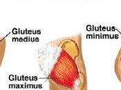 Gluteus Medius Pain: This Cause Your Butt Pain?