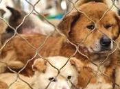 Over Dogs From China Saved Slaughterhouses, Meat-Trade, Abuse Neglect Will Soon Arrive U.S. Their Forever Homes