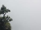 POEM: Cliffside Dwarf Tree