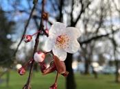 Where Cherry Blossom Trees Portland