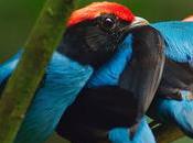 Sexiest Birds Planet Manakins Have Best Moves