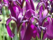 Plant Week: Iris Ensata