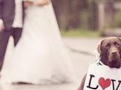 Pets Your Wedding Paper