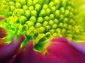 Shoot Macro Photos with Your iPhone