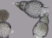 Life Under Microscope