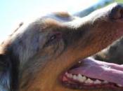 Heat Stroke Dogs: What Symptoms?