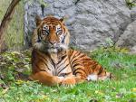 Sumatran Tiger Situation