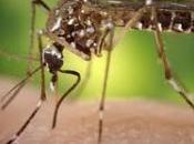 Evasive Dengue Fever Vaccine