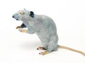 Harriet Horton's Taxidermy