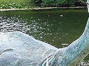 Most Convincing Loch Ness Monster Photograph Ever?