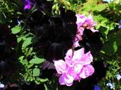 Favourite Flowers Back Black