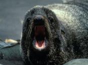 Seal Takes Unexpected Hawaiian Vacation