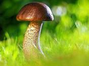 Grow Mushroom Home Using Bin?