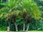 Maintenance Palm Trees Your Home Garden