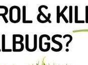 Control Kill Billbugs?