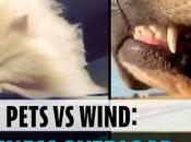 Pets Wind: Adorable Video Cute Handle