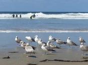 BIRDS, BEACH SUN: Spring Weekend Jolla, Caroline Arnold Intrepid Tourist