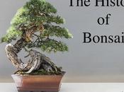 History Bonsai