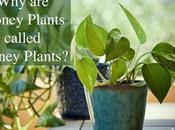Money Plants Called Plants?